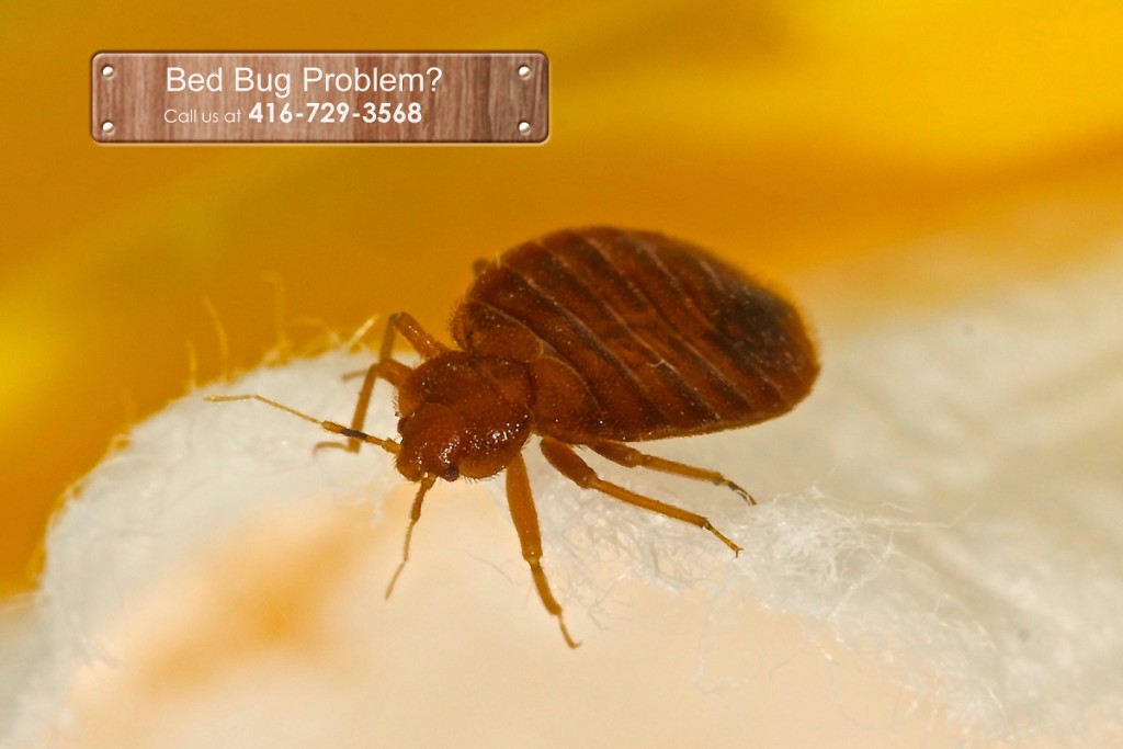 fumigating bed bugs in mattress
