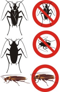 Tips on Eliminating Cockroaches