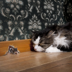 4 Humane Ways to Trap Mice