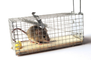 4 Humane Ways to Trap Mice