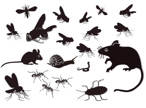 Are Critters Bothering You? Here’s How to Find the Best Pest Control Company in Richmond Hill