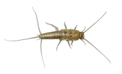 Important Facts And 5 Tricks to Save Your Books and Home From Silverfish