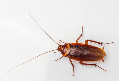Important Facts You Need To Know About the Types of Roaches