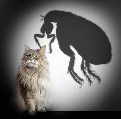 Must have Information about Fleas, your health and how to get rid of them!