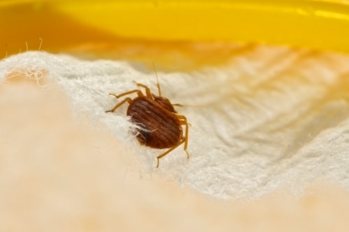 How to deal with bedbugs causing health risks at home