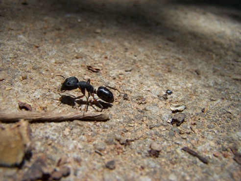 Tiny Titans: 15 Fascinating Facts about Ants