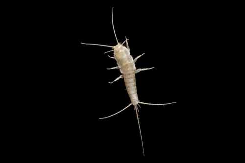 Silverfish Have Long Lifespans: How to Purge These Pests