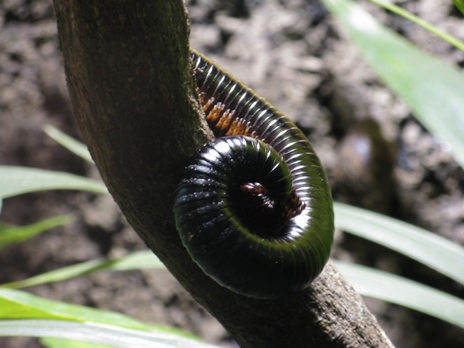 Everything about Millipedes