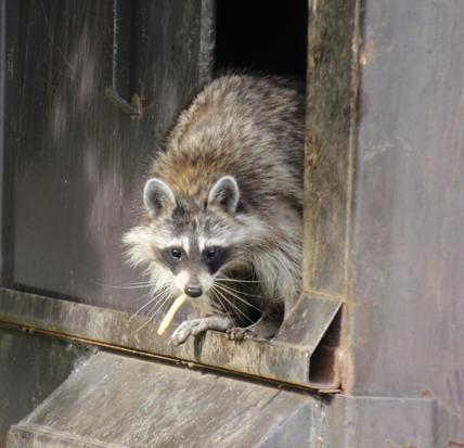Raccoons in Your Wintertime Home? You’re Not Alone