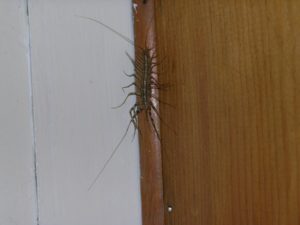 How to Stop a Centipede Invasion | JDM Pest Control