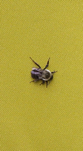 wasps-hornets-jdm-pest-control1-optimized