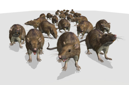 Three Reasons Rats Are Destructive Pests