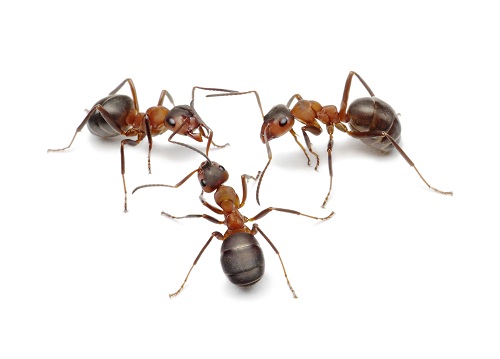 Common Places Where Ants Hide in Your Home