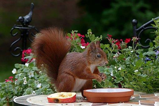 Preventing Squirrel Damage in Your Home