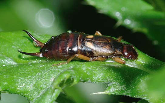  Identifying and Preventing Earwigs in Your Home 