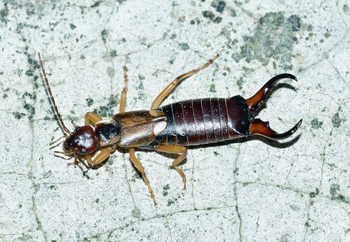 Identifying and Preventing Earwigs in Your Home