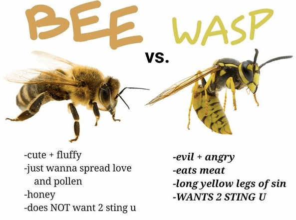 bee vs wasp