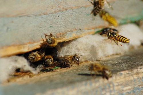 Bees vs. Wasps