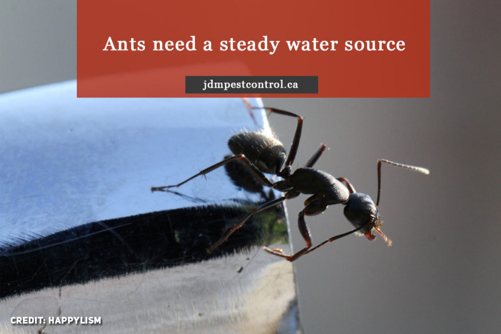 What Attracts Ants to Your House JDM Pest Control