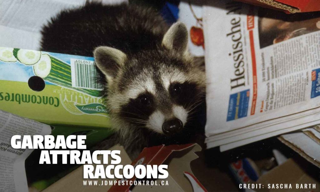 Honey, I’m Home! How to Prevent Raccoons From Moving In JDM Pest Control