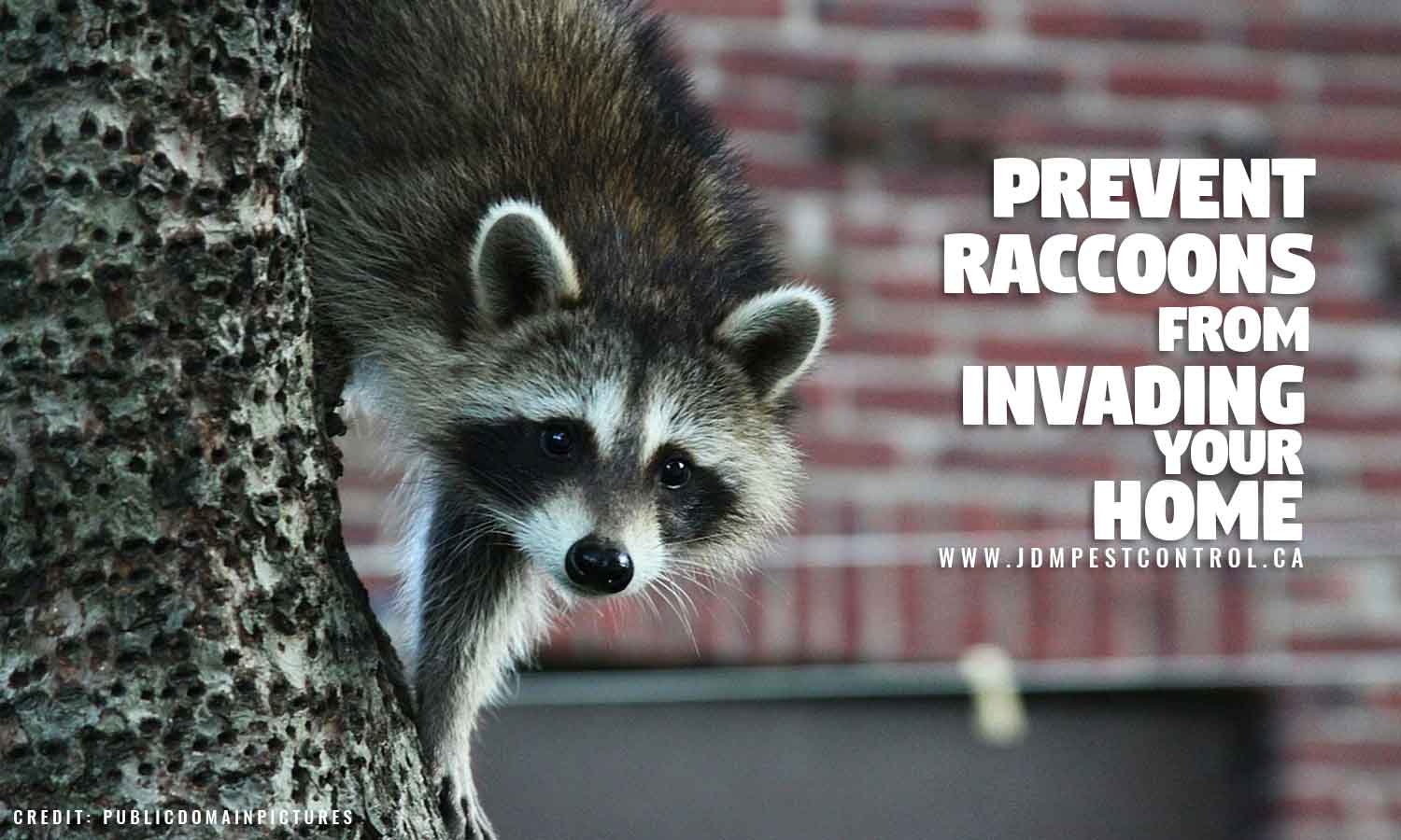 Prevent raccoons from invading your home
