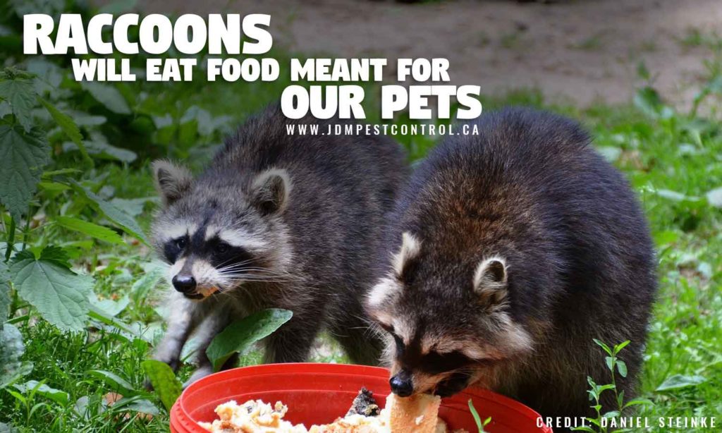 Honey, I’m Home! How to Prevent Raccoons From Moving In | JDM Pest Control