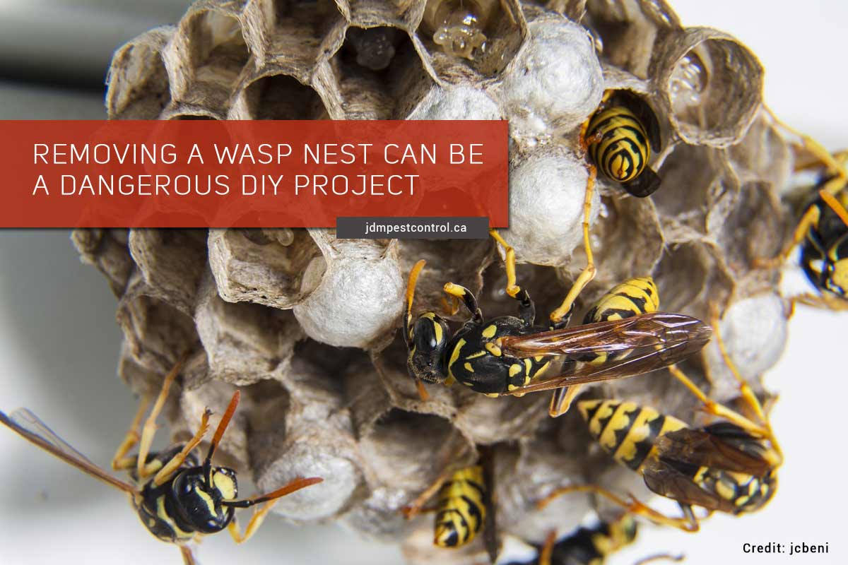 Why DIY Wasp Nest Removal is a Risky Business