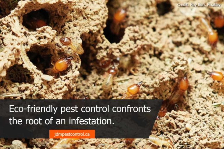 Green & Serene 8 Reasons For EcoFriendly Pest Control JDM Pest Control