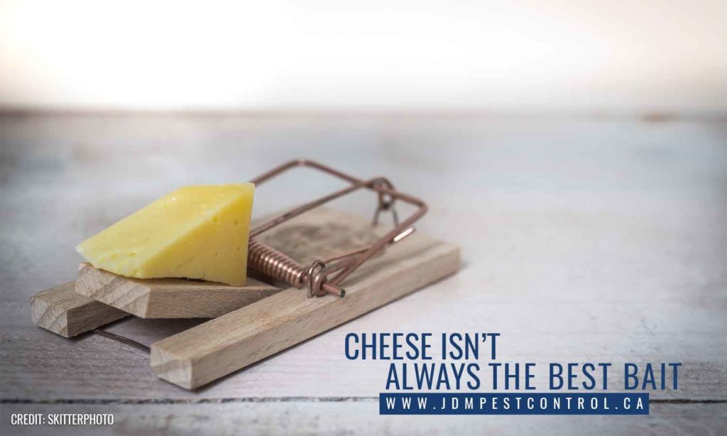 Top 10 Misconceptions about Rats & Mice JDM Pest Control