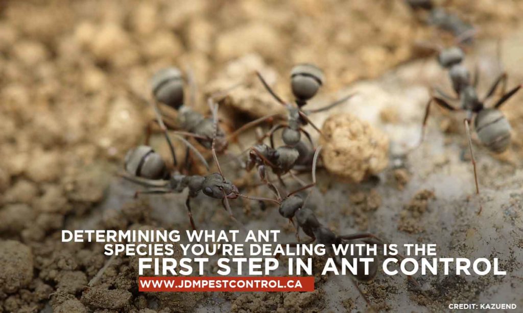 How Does Pest Control Get Rid Of Ants? JDM Pest Control