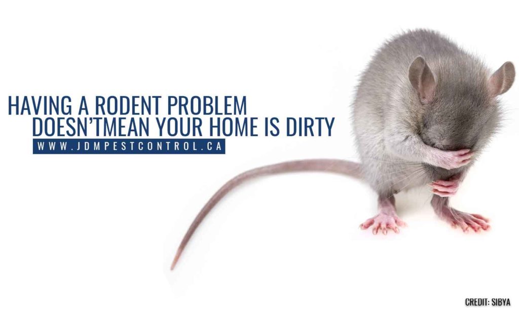 Top 10 Misconceptions about Rats & Mice JDM Pest Control