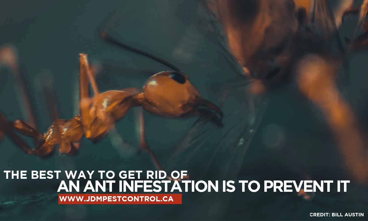 The best way to get rid of an ant infestation is to prevent it