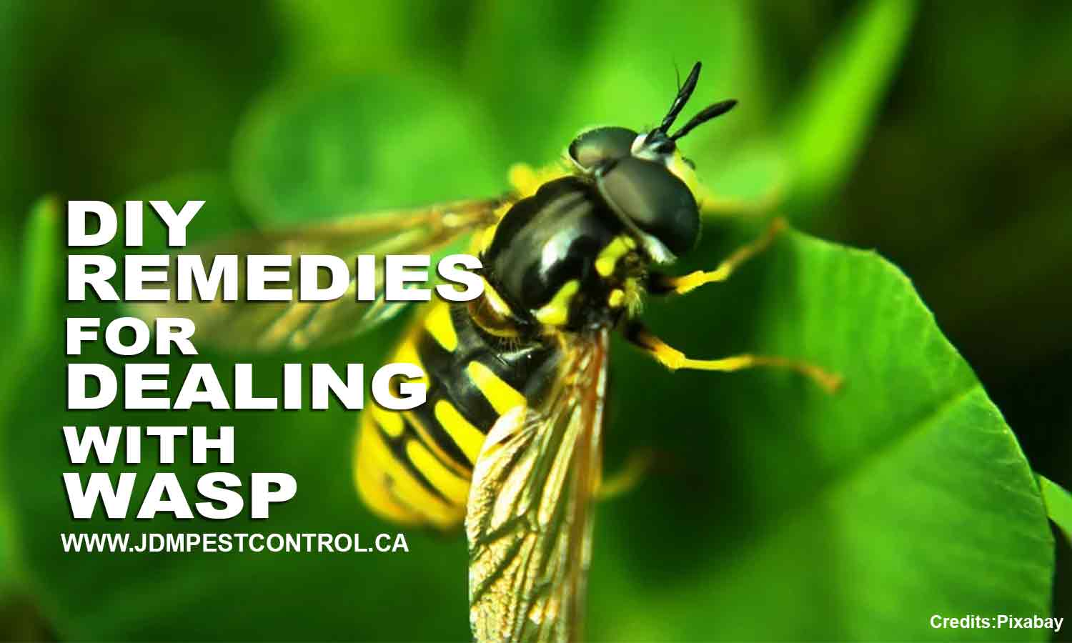 DIY Remedies for Dealing With Wasps
