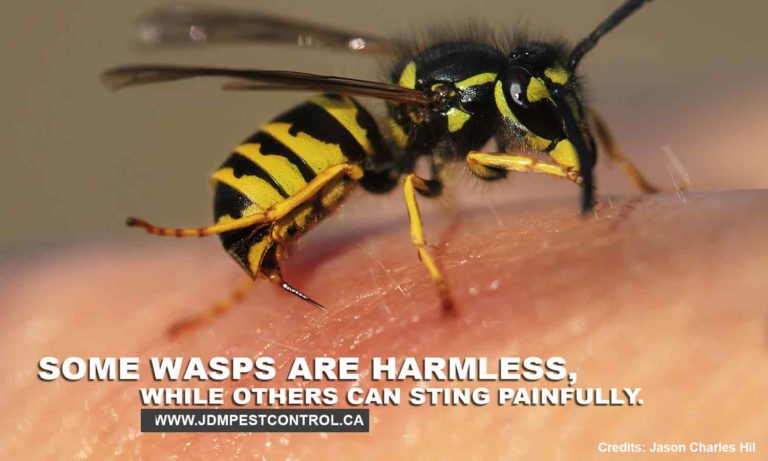 DIY Remedies for Dealing With Wasps | JDM Pest Control