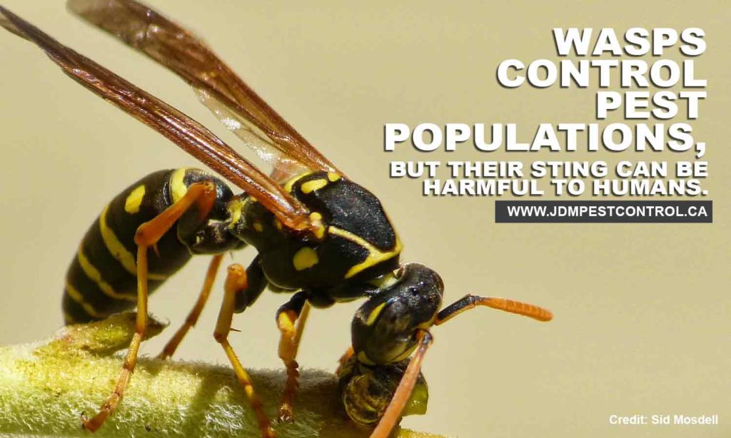 Diy Remedies For Dealing With Wasps Jdm Pest Control
