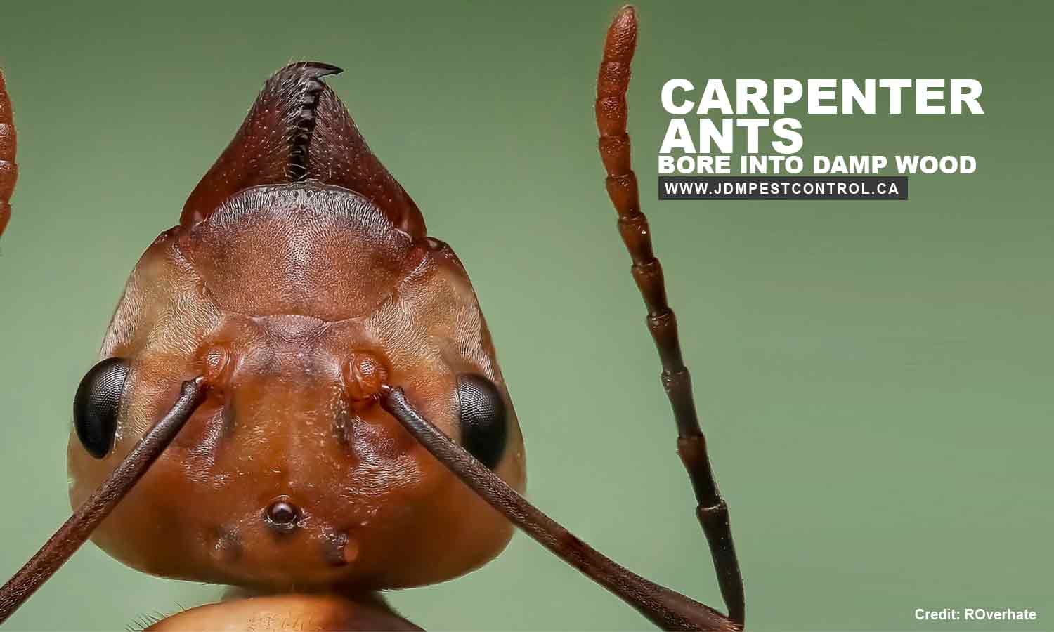 Carpenter ants bore into damp wood