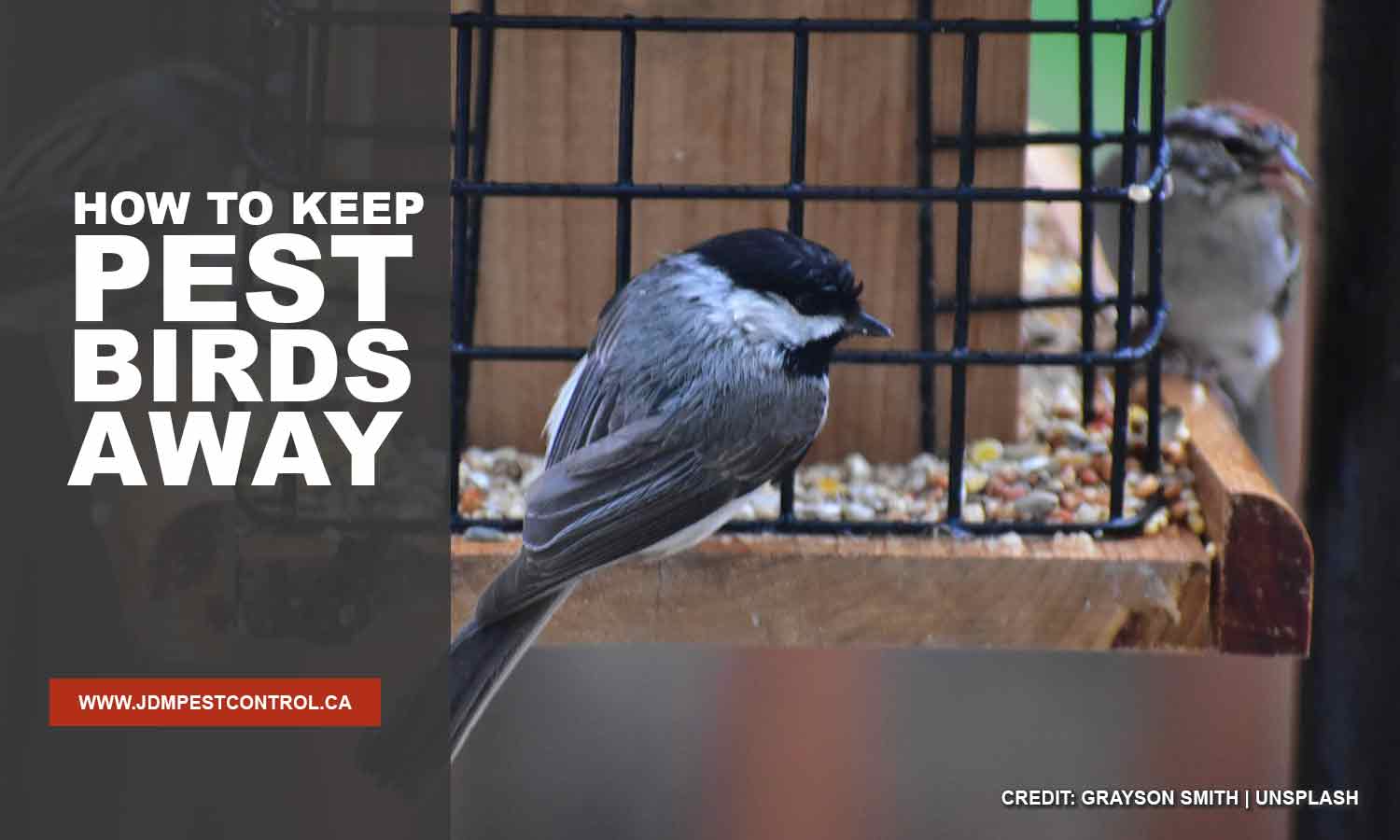 How to Keep Pest Birds Away