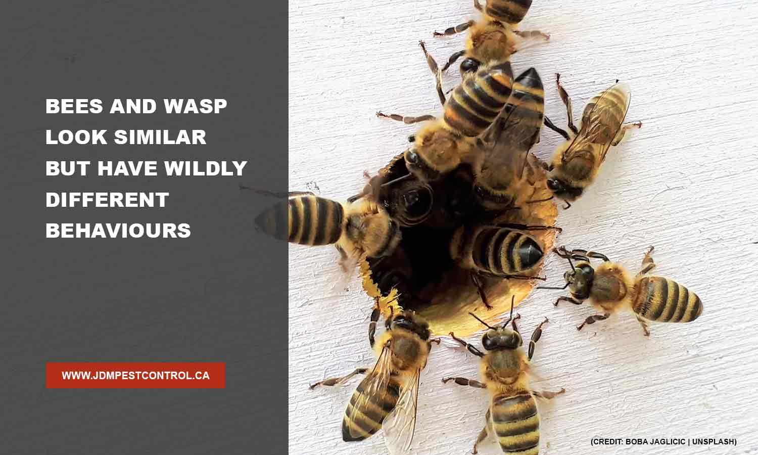 Bees and wasp look similar but have wildly different behaviours