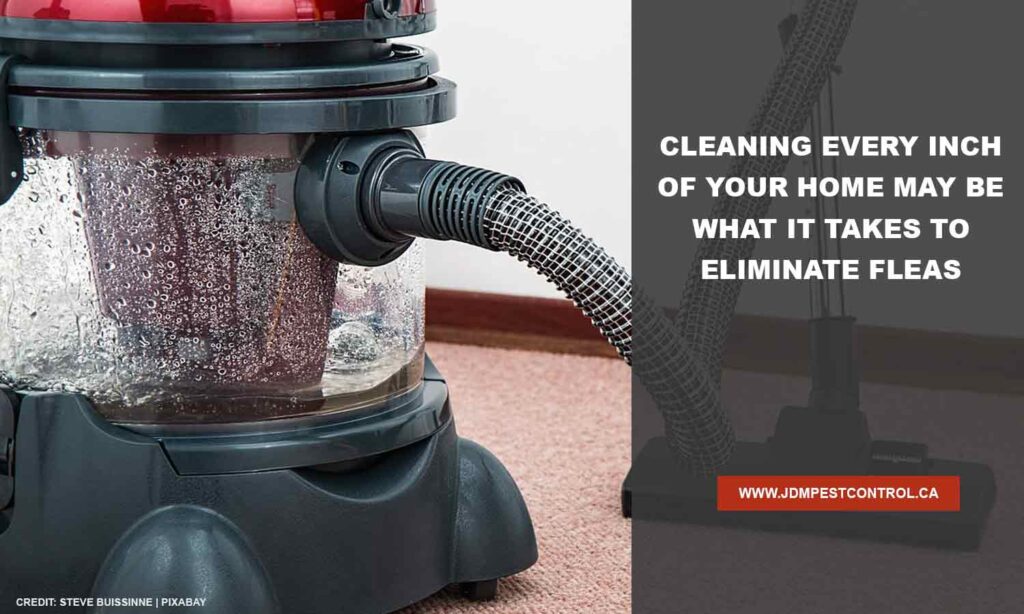 Home Remedies to Eliminate Fleas JDM Pest Control