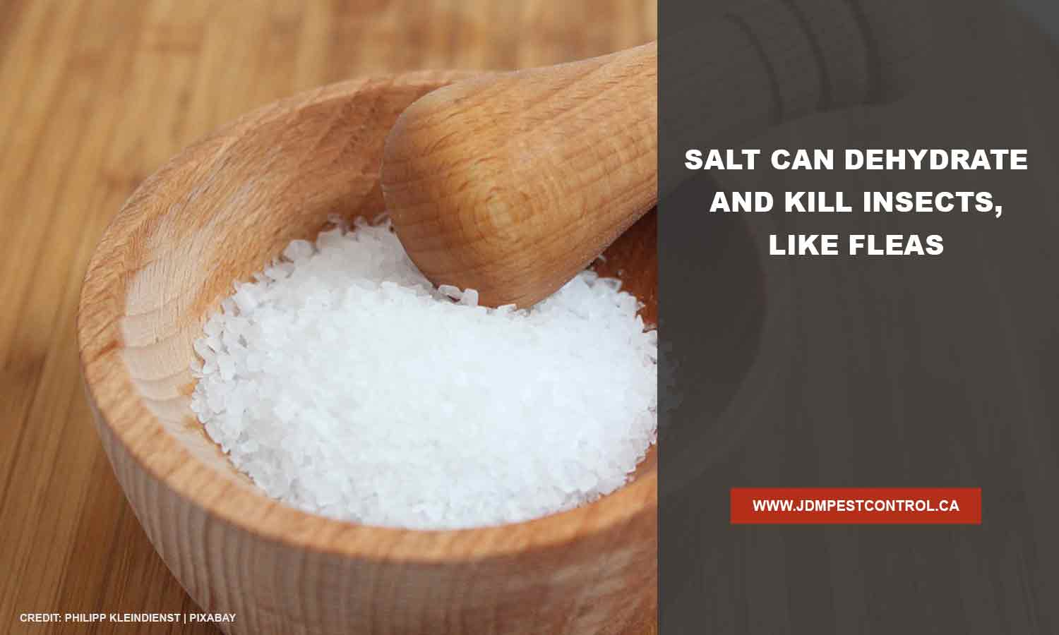 Salt can dehydrate and kill insects, like fleas