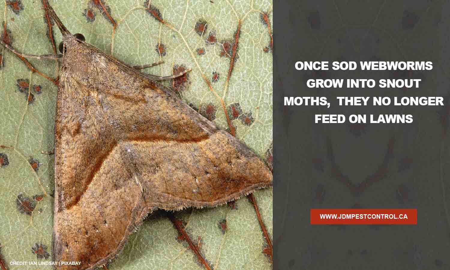 Once sod webworms grow into snout moths, they no longer feed on lawns