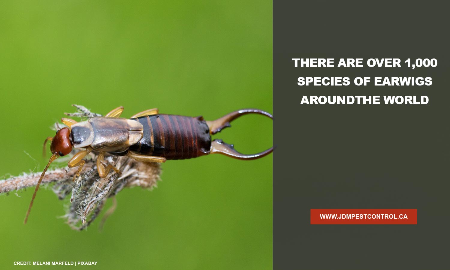 There are over 1,000 species of earwigs around the world