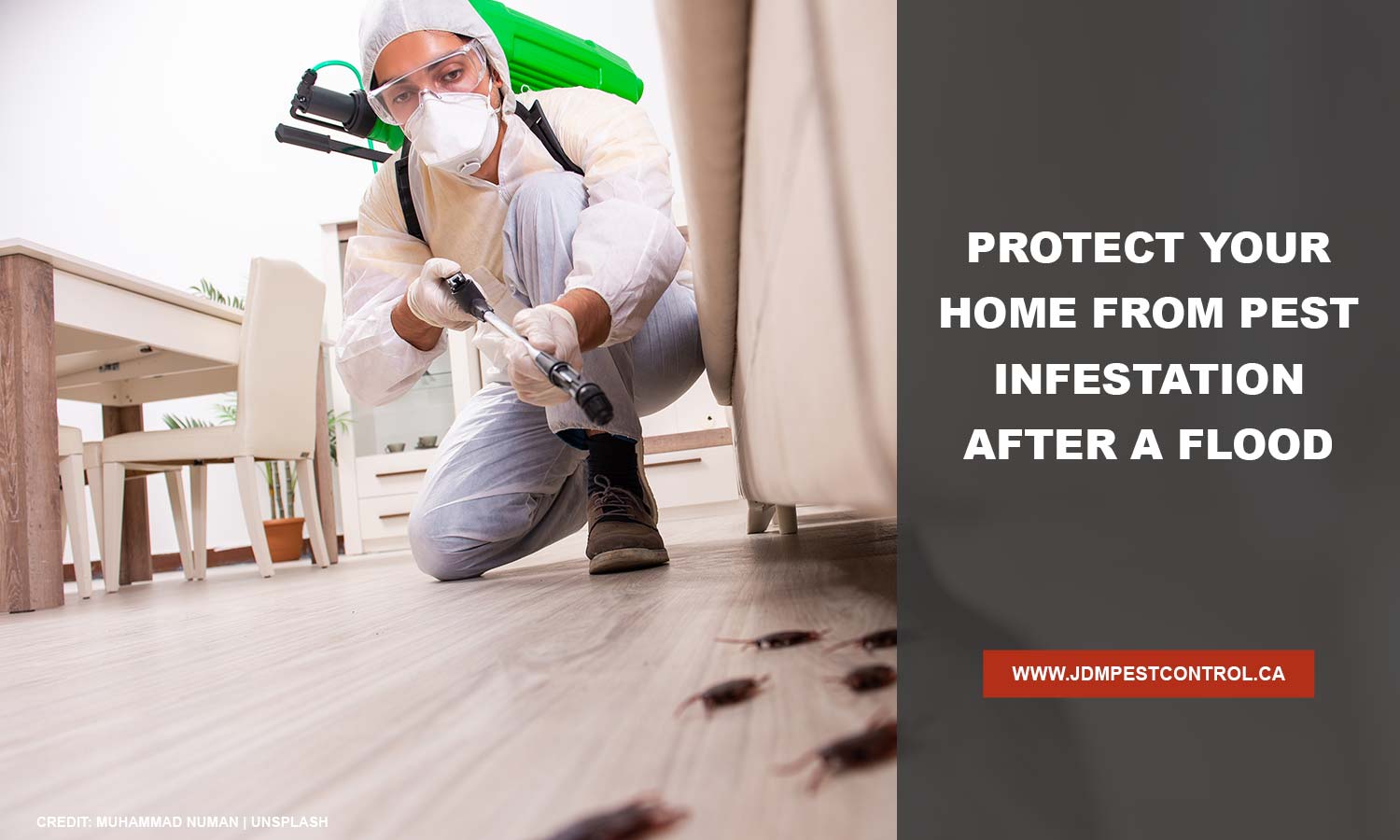 Protect your home from pest infestation after a flood