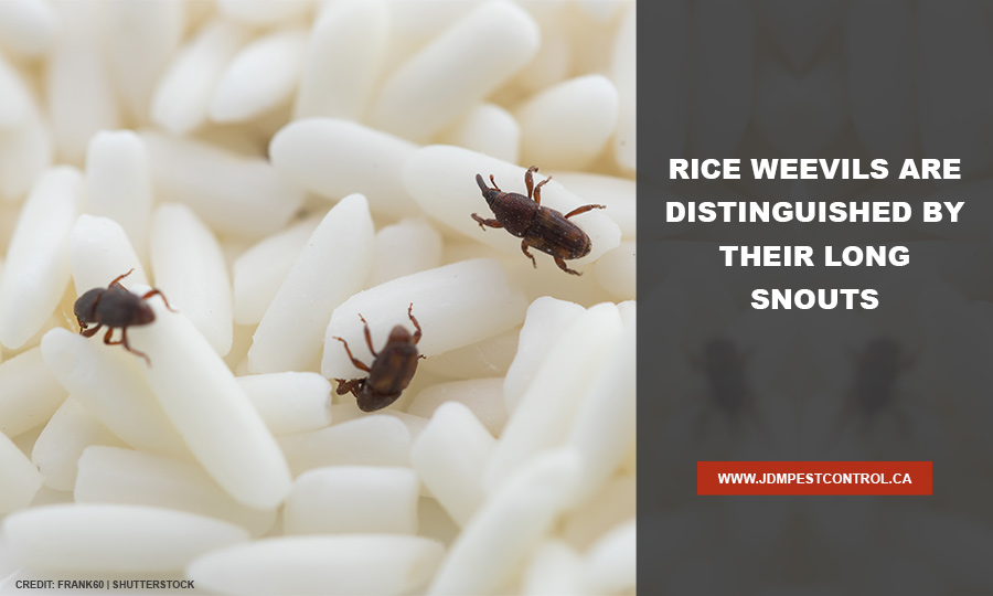 Rice weevils are distinguished by their long snouts