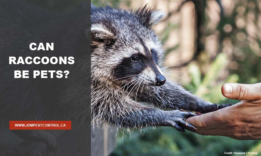 Can Raccoons Be Pets?