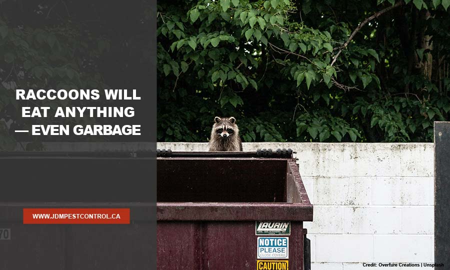 Raccoons will eat anything — even garbage