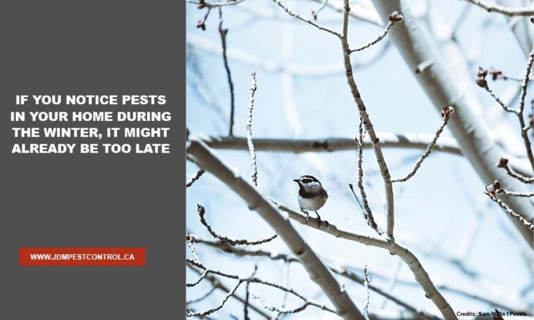 Understanding Seasonal Pests And Pest Control Strategies Jdm Pest Control