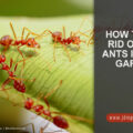 How to Get Rid of Fire Ants in Your Garden