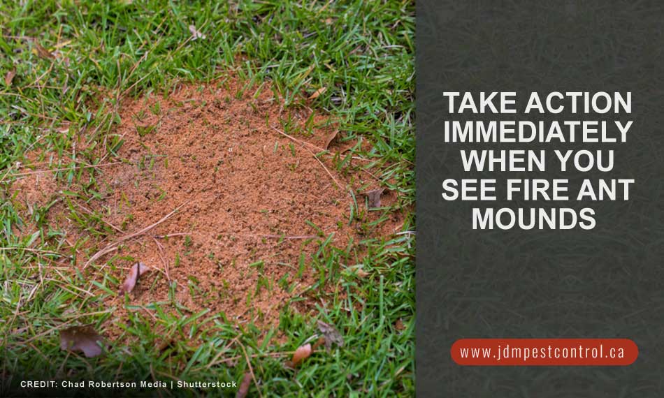 Take action immediately when you see fire ant mounds