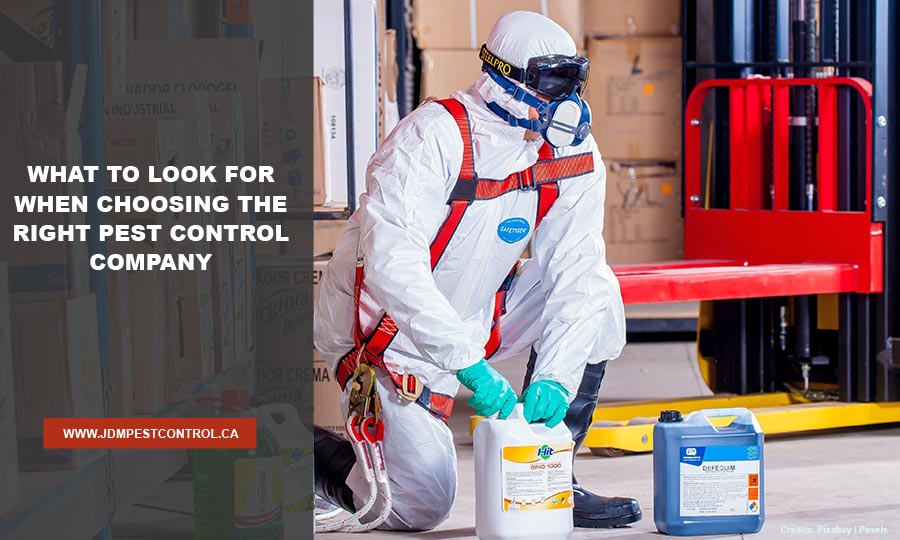 What to Look for When Choosing the Right Pest Control Company